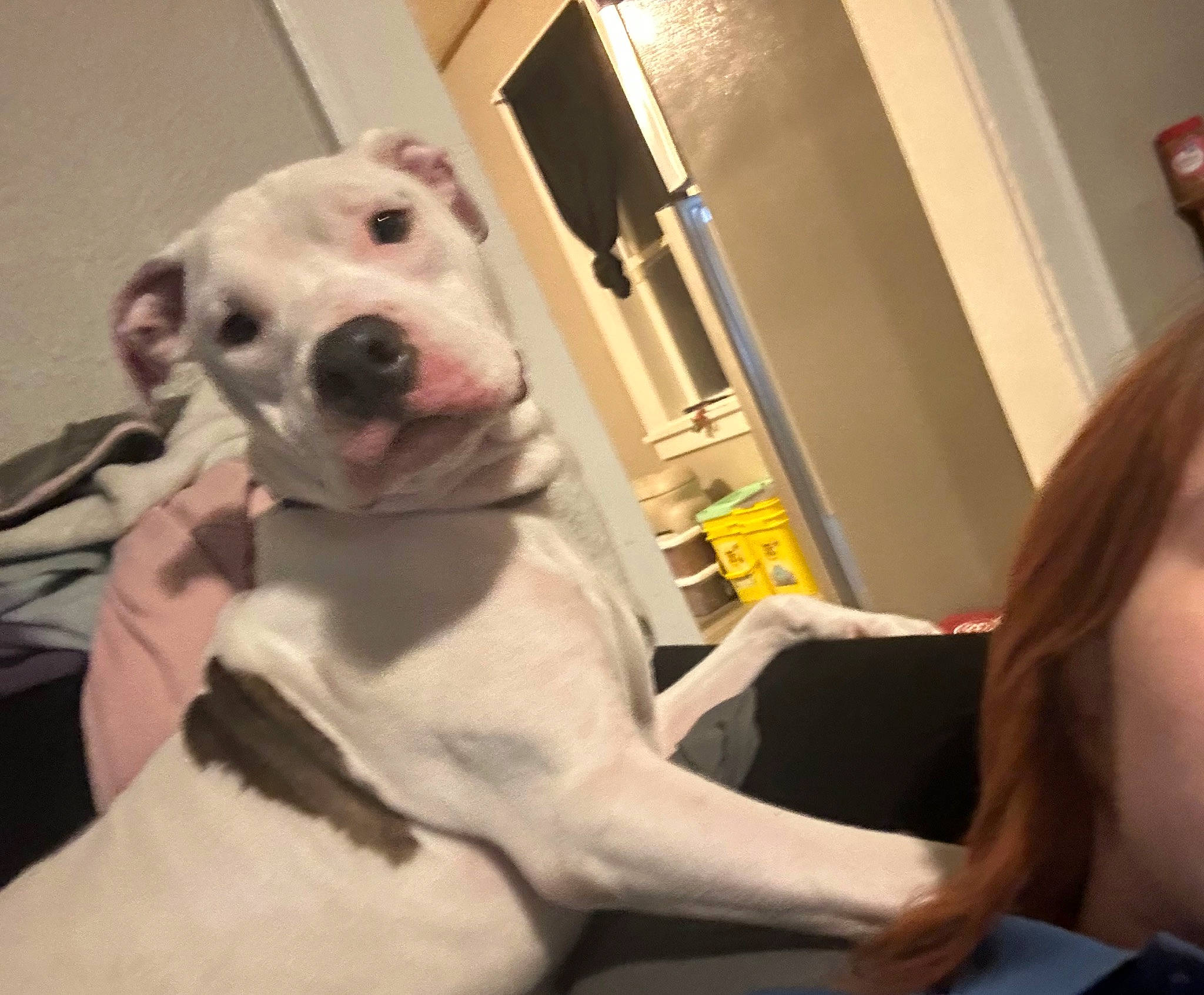 Rocky Balboa is registered to the contest to win money with this photo: canidae, carnivore, chair, companion_dog, dog, dog_breed, fawn, flooring, fur, guard_dog, jaw, metal, non_sporting_group, selfie, snout, sporting_group, toy_dog, vertebrate, whiskers, working_animal