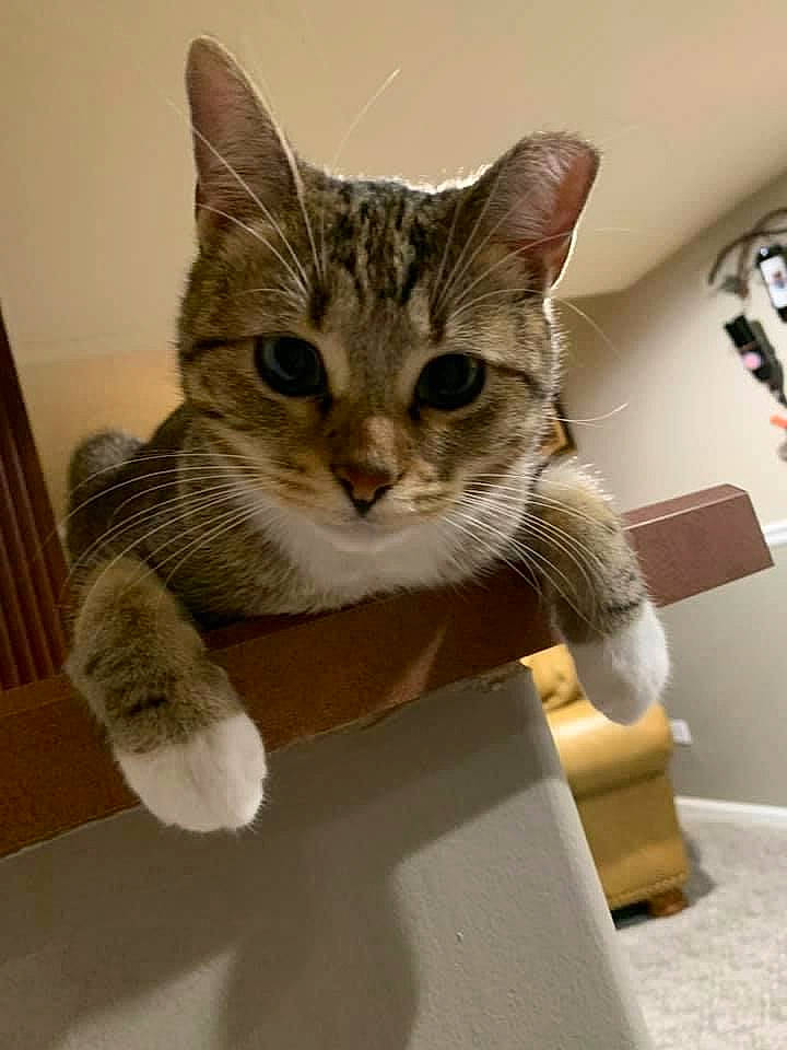 Nettie is registered to the contest to win money with this photo: box, cardboard, carnivore, cat, claw, comfort, domestic_short_haired_cat, eye, felidae, fur, metal, paw, sitting, small_to_medium_sized_cats, snout, stairs, tail, whiskers