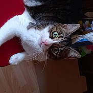 Merlin a rejoint le concours — aidez-le/la à gagner de superbes lots ! carnivore, cat, claw, domestic_short_haired_cat, ear, fawn, felidae, fur, hardwood, paw, plant, small_to_medium_sized_cats, snout, tail, whiskers, wood