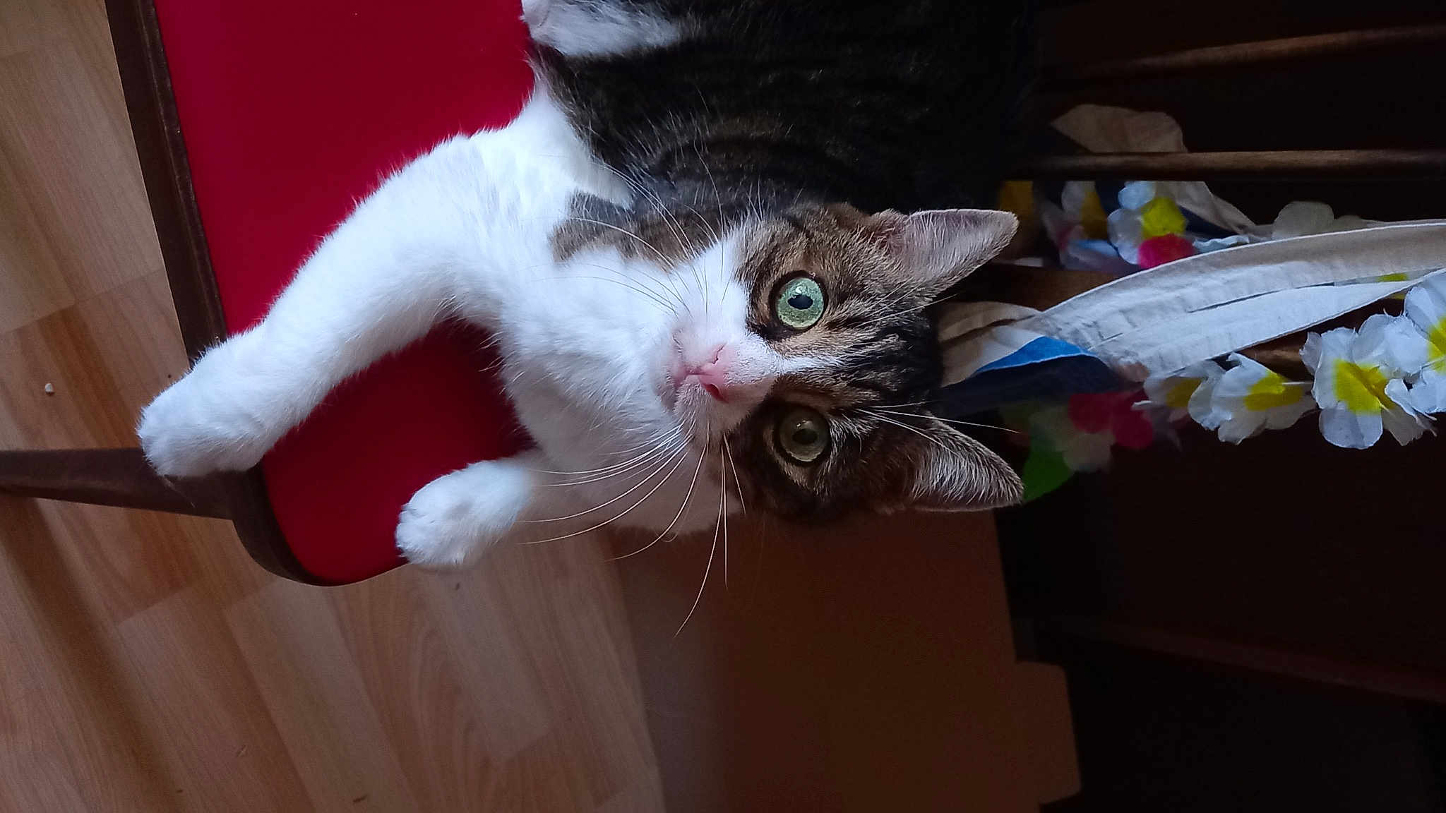 Merlin