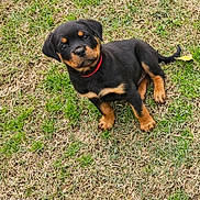 Arrow participe au concours pour gagner de l'argent avec cette photo : puppy, rottweiler, dog, grass, outdoor, pet, animal, collar, cute, young, sitting, brown, black, fur, small, nature, playful, canine, friendly, adorable