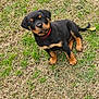 puppy, rottweiler, dog, grass, outdoor, pet, animal, collar, cute, young, sitting, brown, black, fur, small, nature, playful, canine, friendly, adorable