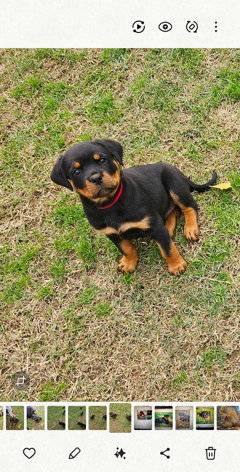 Arrow participe au concours pour gagner de l'argent avec cette photo : puppy, rottweiler, dog, grass, outdoor, pet, animal, collar, cute, young, sitting, brown, black, fur, small, nature, playful, canine, friendly, adorable