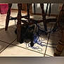 animal, black_cat, cat, curious, domestic, feline, floor, furniture, home, indoor, kitten, legs, mess, pet, playful, string, tiled_floor, toy, wooden_chair, yarn