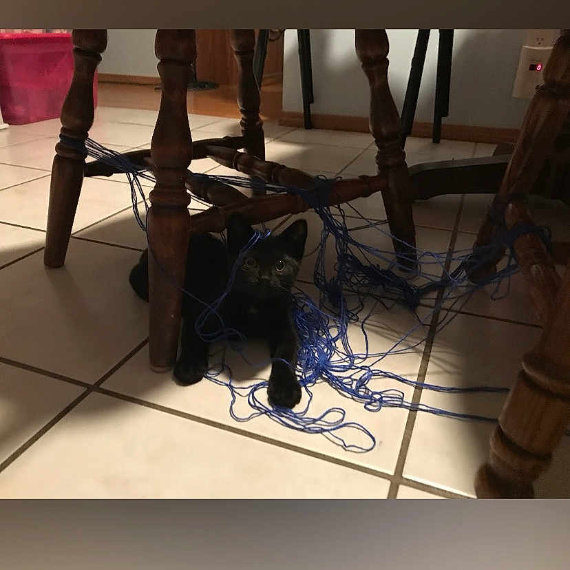 Winston joined the competition — help win amazing prizes! animal, black_cat, cat, curious, domestic, feline, floor, furniture, home, indoor, kitten, legs, mess, pet, playful, string, tiled_floor, toy, wooden_chair, yarn
