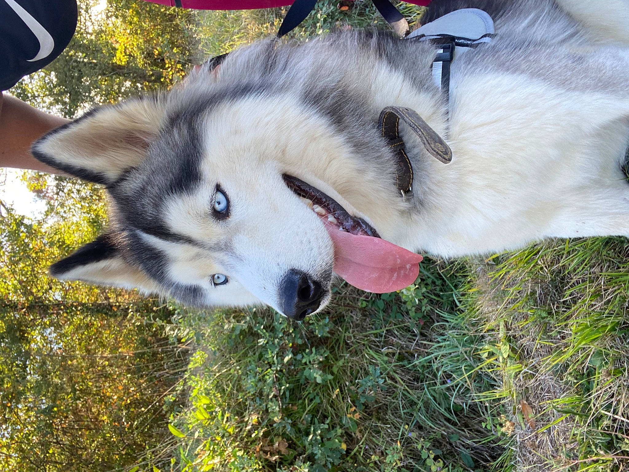 Laiko a rejoint le concours — aidez-le/la à gagner de superbes lots ! ancient_dog_breeds, canidae, canis, carnivore, collar, companion_dog, dog, dog_breed, fawn, fur, grass, siberian_husky, sled_dog, snout, sporting_group, sulimov_dog, wildlife, wolf, working_animal, working_dog