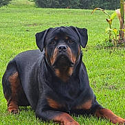 Veïko a rejoint le concours — aidez-le/la à gagner de superbes lots ! animal, canine, dog, ears, face, fur, grass, greenery, lawn, looking, mammal, nature, outdoor, paw, pet, plants, portrait, resting, rottweiler, summer