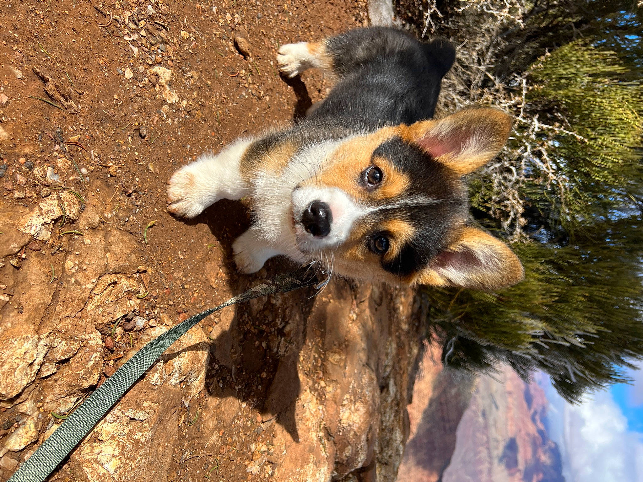 Goose is registered to the contest to win money with this photo: canidae, carnivore, dog_breed, fawn, fox, fur, natural_landscape, nature, plant, red_panda, sky, snout, soil, tail, terrestrial_animal, tree, trunk, twig, whiskers, wildlife