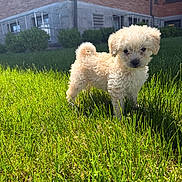 Chloe joined the competition — help win amazing prizes! adorable, animal, brick_wall, building, curly_fur, cute, daylight, dog, fluffy, grass, greenery, nature, outdoor, pet, playful, puppy, small_dog, sunlight, yard, young_dog