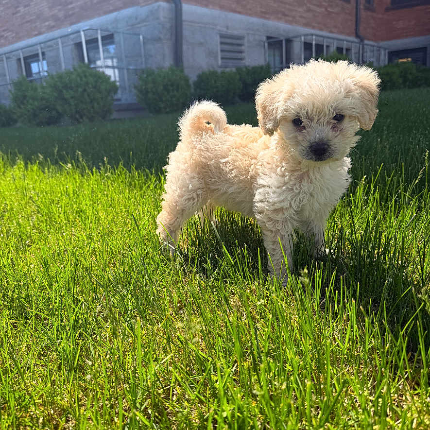 Chloe