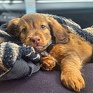 Buddy joined the competition — help win amazing prizes! puppy, dog, brown_fur, sleepy, lying_down, blanket, cozy, portrait, close_up, pet, animal, paw, floppy_ears, brown_eyes, nose, indoors, couch, soft, relaxed, cute