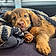 Buddy