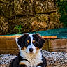 dog, puppy, tricolor, australian_shepherd, pet, animal, sitting, lying_down, fluffy, black_and_white, brown_markings, blue_eyes, outdoor, garden, stone_wall, gravel, greenery, portrait, smartphone_screenshot, rustic