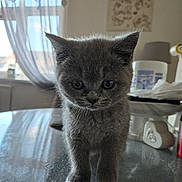 Boo joined the competition — help win amazing prizes! kitten, gray_cat, indoor, curious, furry, pet, animal, small, cute, table, window, curtains, household, soft_light, young, feline, whiskers, ears, paws, domestic