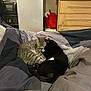 cat, tabby_cat, black_cat, bed, blanket, snuggling, cute, pet, feline, indoor, resting, sleeping, cozy, fur, paw, cuddle, domestic_animal, furniture, television, refrigerator