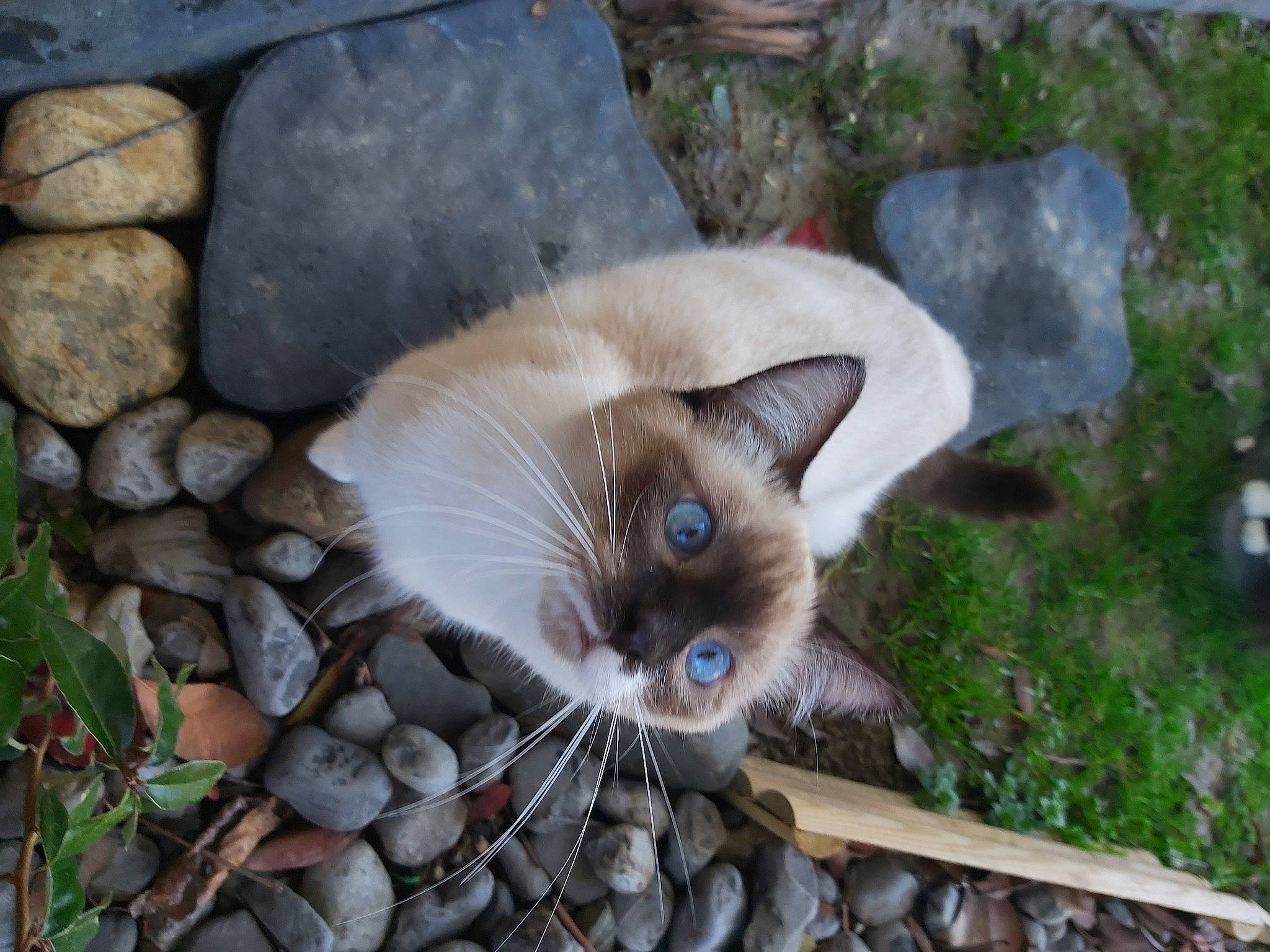 Léon participe au concours pour gagner de l'argent avec cette photo : art, balinese, birman, carnivore, cat, cobblestone, domestic_short_haired_cat, fawn, felidae, fur, grass, plant, siamese, small_to_medium_sized_cats, snout, tail, thai, tree, whiskers, wildlife