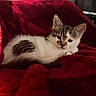 animal, cat, closeup, cozy, curious, cute, domestic, fur, indoor, kitten, lying_down, pet, portrait, red_blanket, resting, small, soft_texture, tabby, white, young