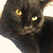 Flocky a rejoint le concours — aidez-le/la à gagner de superbes lots ! abyssinian, animal, blackcat, cat, kitten, manx, pet
