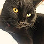 abyssinian, animal, blackcat, cat, kitten, manx, pet