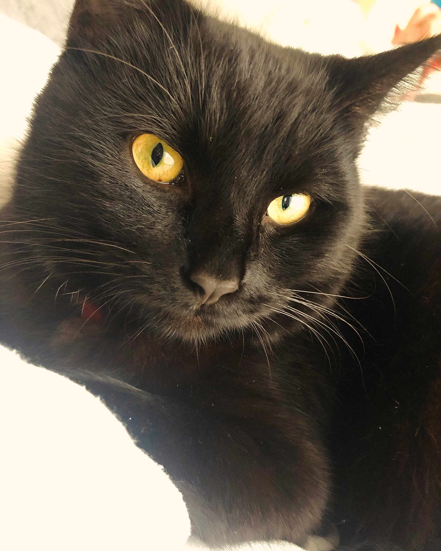 Flocky a rejoint le concours — aidez-le/la à gagner de superbes lots ! abyssinian, animal, blackcat, cat, kitten, manx, pet
