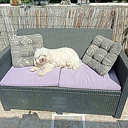 Romy participe au concours pour gagner de l'argent avec cette photo : animal, cushion, dog, fence, flower_pot, fluffy, garden, outdoor, patio, pet, pillow, plant, relaxing, resting, shadows, sofa, sunlight, tile_floor, white_dog, wicker_furniture