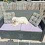 animal, cushion, dog, fence, flower_pot, fluffy, garden, outdoor, patio, pet, pillow, plant, relaxing, resting, shadows, sofa, sunlight, tile_floor, white_dog, wicker_furniture
