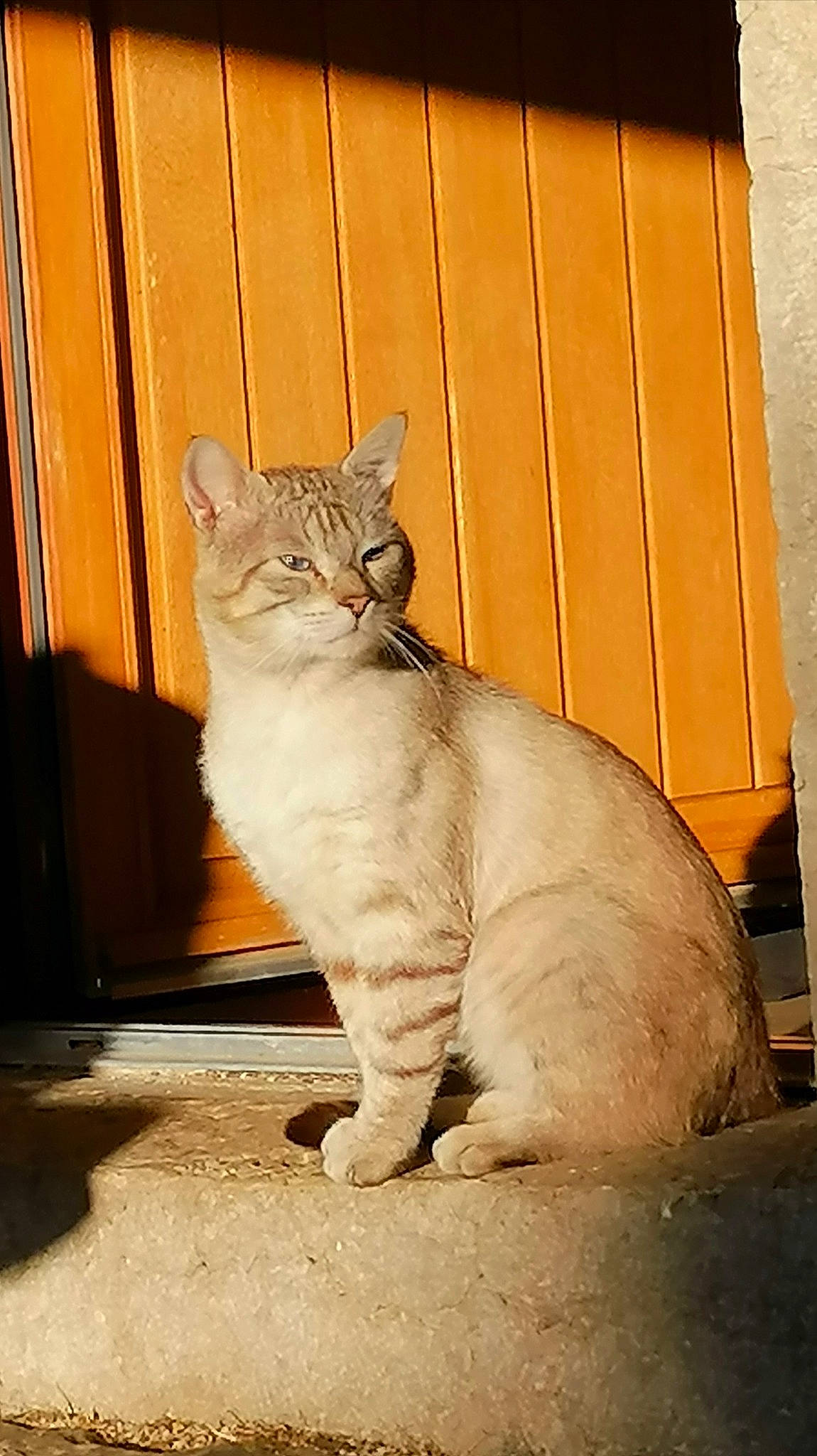 Till a rejoint le concours — aidez-le/la à gagner de superbes lots ! aegean_cat, arabian_mau, asian, australian_mist, burmilla, carnivore, cat, domestic_short_haired_cat, european_shorthair, fawn, felidae, mammal, small_to_medium_sized_cats, tabby_cat, tail, vertebrate, whiskers