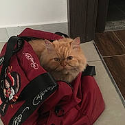 Pompidou participe au concours pour gagner de l'argent avec cette photo : animal, bag, cat, cozy, curious, cute, domestic, ears, feline, floor, fluffy, fur, indoor, looking, orange_cat, pet, red_bag, resting, tile_floor, whiskers