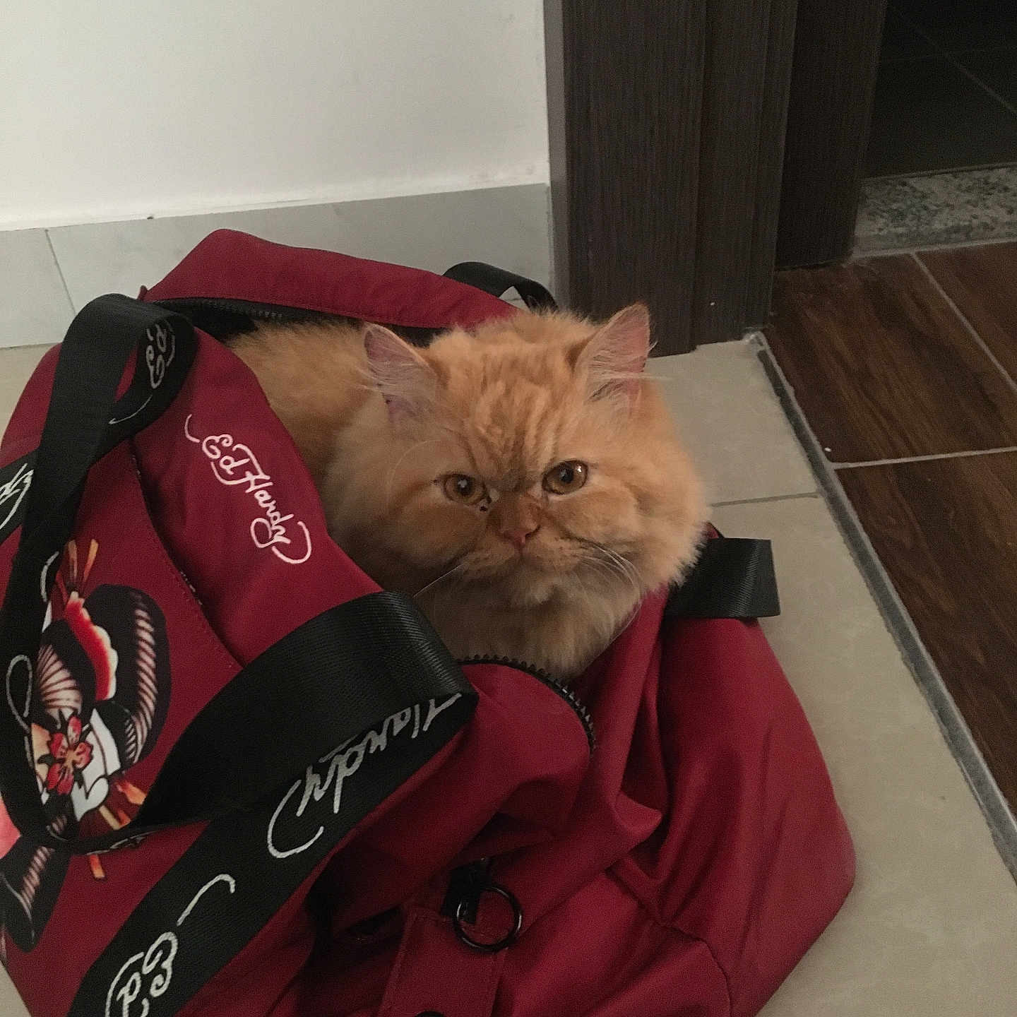 Pompidou participe au concours pour gagner de l'argent avec cette photo : animal, bag, cat, cozy, curious, cute, domestic, ears, feline, floor, fluffy, fur, indoor, looking, orange_cat, pet, red_bag, resting, tile_floor, whiskers