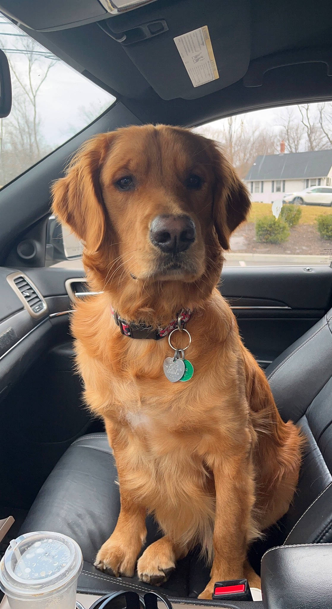 Walter is registered to the contest to win money with this photo: automotive_exterior, automotive_mirror, car, car_seat, carnivore, collar, companion_dog, dog, dog_breed, dog_collar, fawn, gun_dog, liver, motor_vehicle, personal_luxury_car, plant, vehicle, vehicle_door, window, working_animal