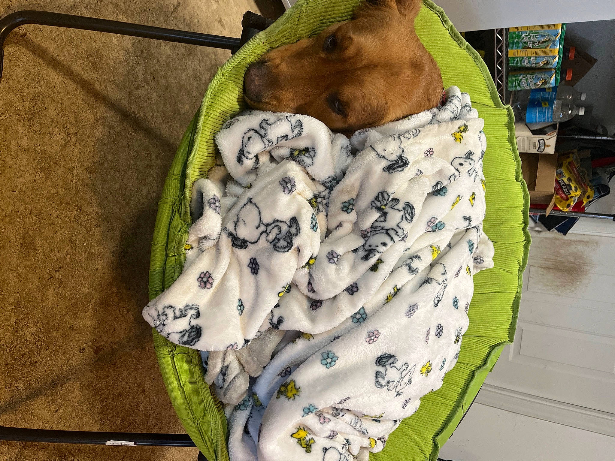 Walter is registered to the contest to win money with this photo: baby_products, baby_toddler_clothing, bag, carnivore, collar, companion_dog, dog_breed, dog_supply, fashion_accessory, fashion_design, fawn, fur, green, linens, pattern, personal_protective_equipment, pet_supply, sleeve, sportswear, working_animal