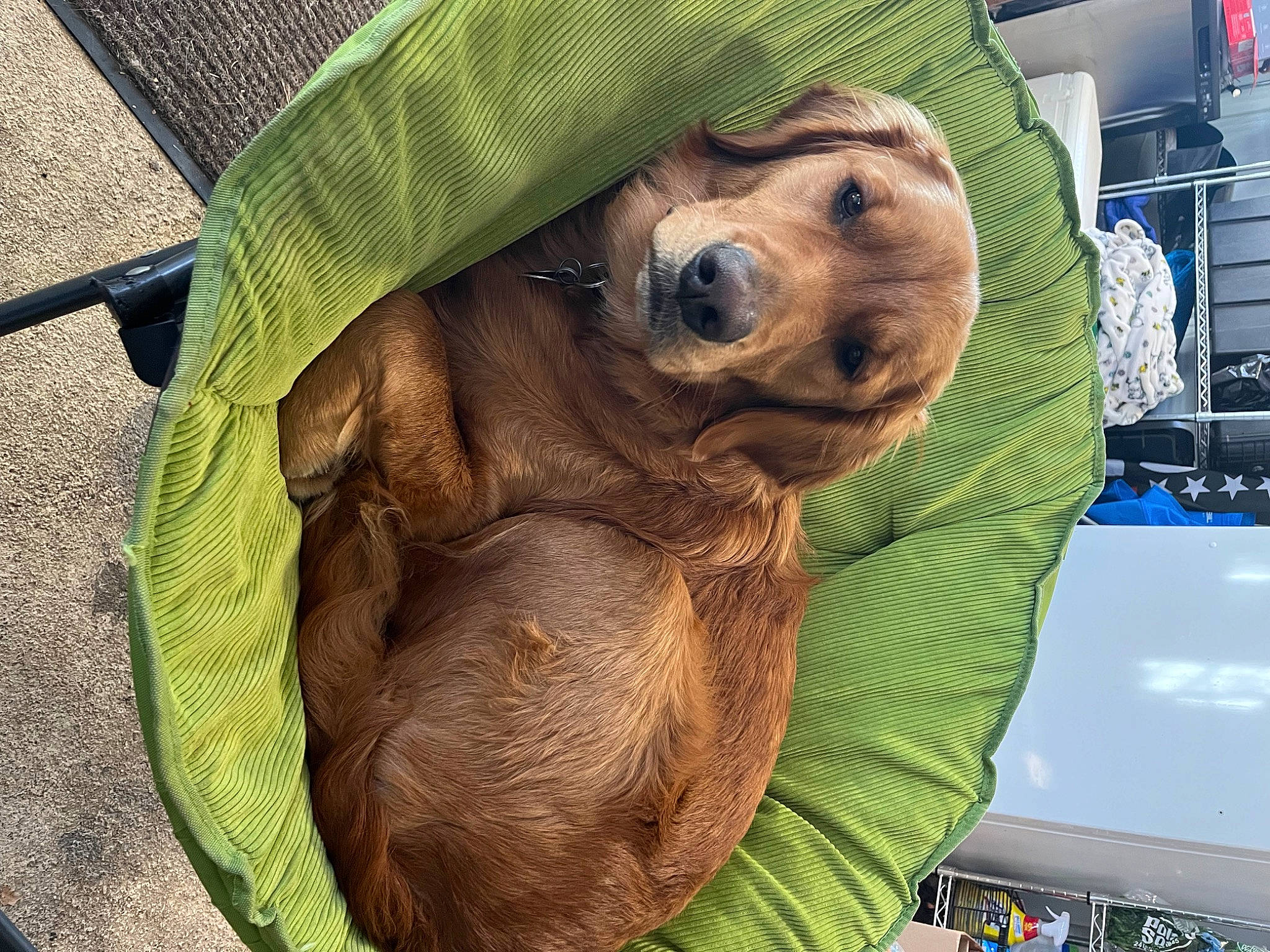 Walter joined the competition — help win amazing prizes! canidae, carnivore, companion_dog, dog, dog_breed, dog_clothes, dog_supply, eyewear, fawn, fur, hat, liver, personal_protective_equipment, pet_supply, puppy, snout, sporting_group, sunglasses, toy_dog, working_animal