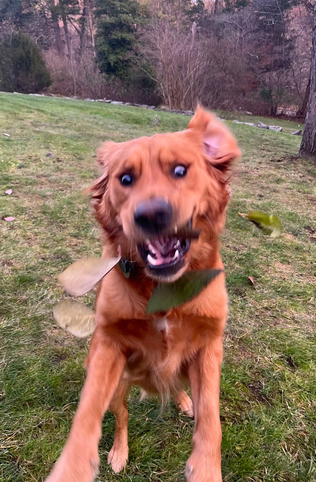 Walter is registered to the contest to win money with this photo: carnivore, collar, companion_dog, dog, dog_breed, dog_collar, fawn, grass, guard_dog, gun_dog, labrador_retriever, landscape, liver, plant, retriever, sporting_group, tree, working_animal, working_dog