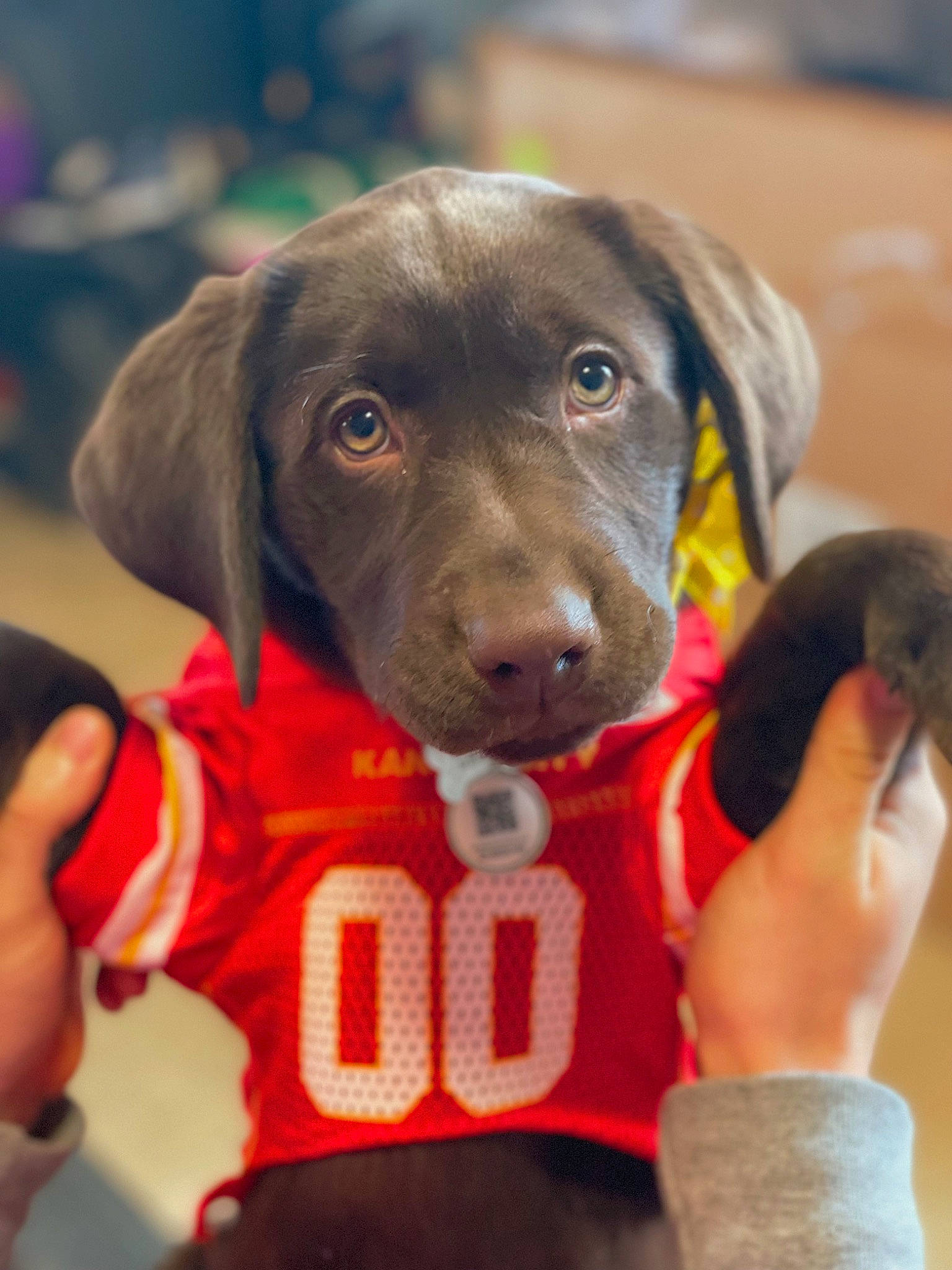 Nova Bean joined the competition — help win amazing prizes! borador, canidae, carnivore, collar, companion_dog, dog, dog_breed, dog_collar, dog_supply, fashion_accessory, fawn, labrador_retriever, leash, liver, personal_protective_equipment, pet_supply, retriever, snout, whiskers, working_animal