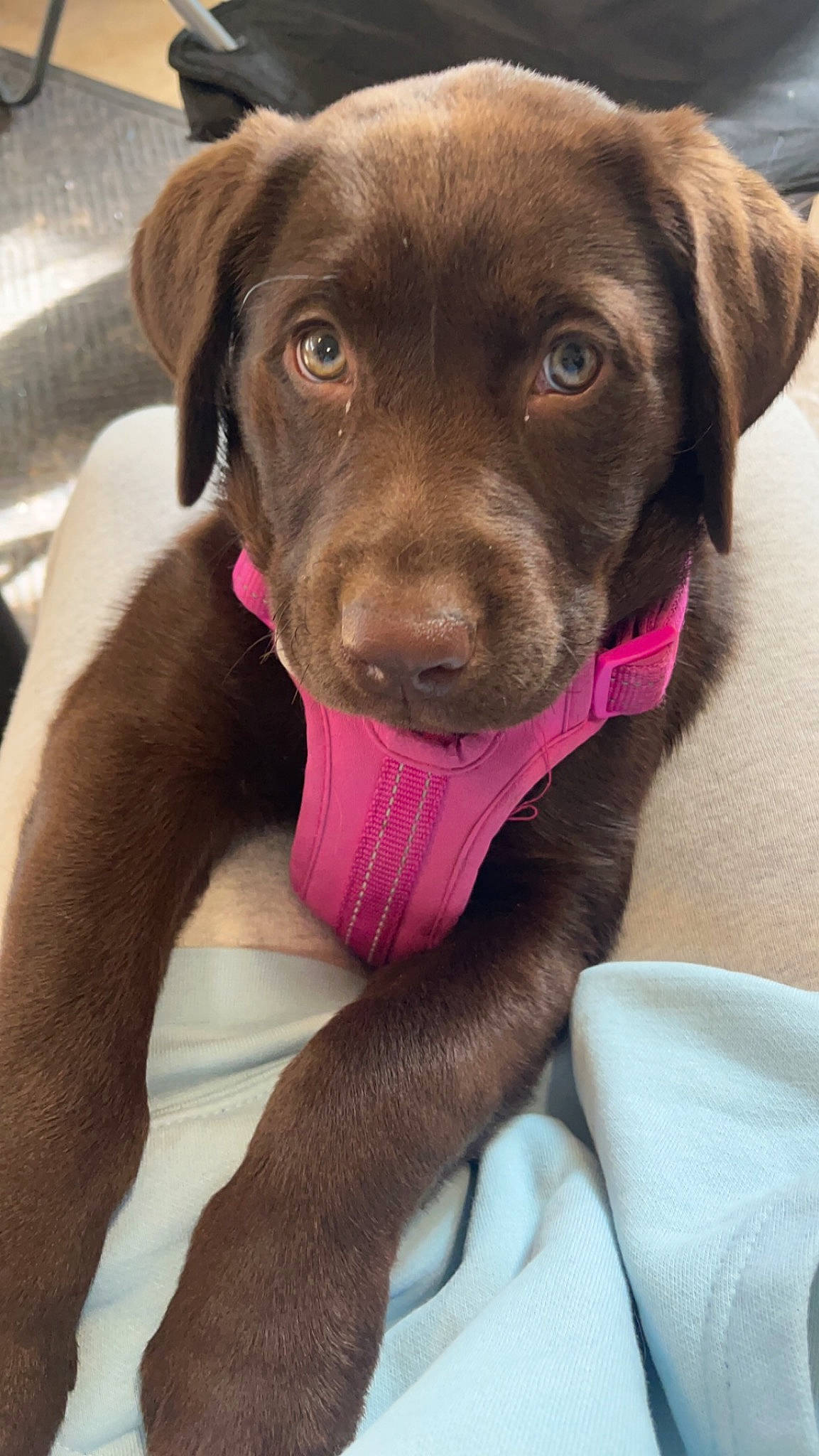 Nova Bean is registered to the contest to win money with this photo: borador, canidae, carnivore, collar, comfort, companion_dog, dog, dog_breed, dog_collar, fur, gun_dog, hunting_dog, liver, magenta, pet_supply, pointing_breed, retriever, whiskers, working_animal