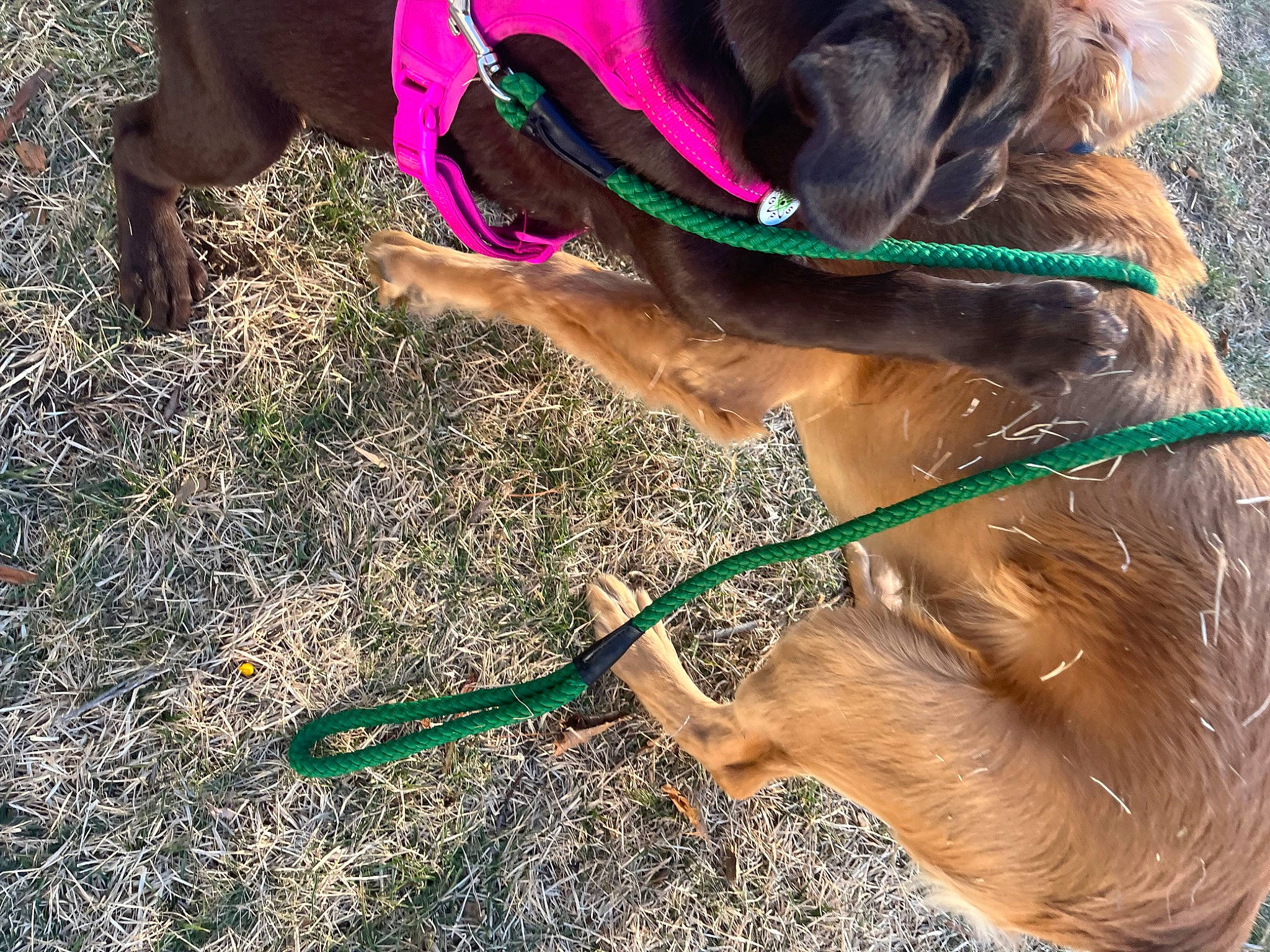 Cooper joined the competition — help win amazing prizes! canidae, carnivore, collar, companion_dog, dog, dog_breed, dog_collar, dog_supply, fashion_accessory, fawn, garden_hose, grass, leash, liver, mammal, pet_supply, snout, sporting_group, vertebrate, working_animal