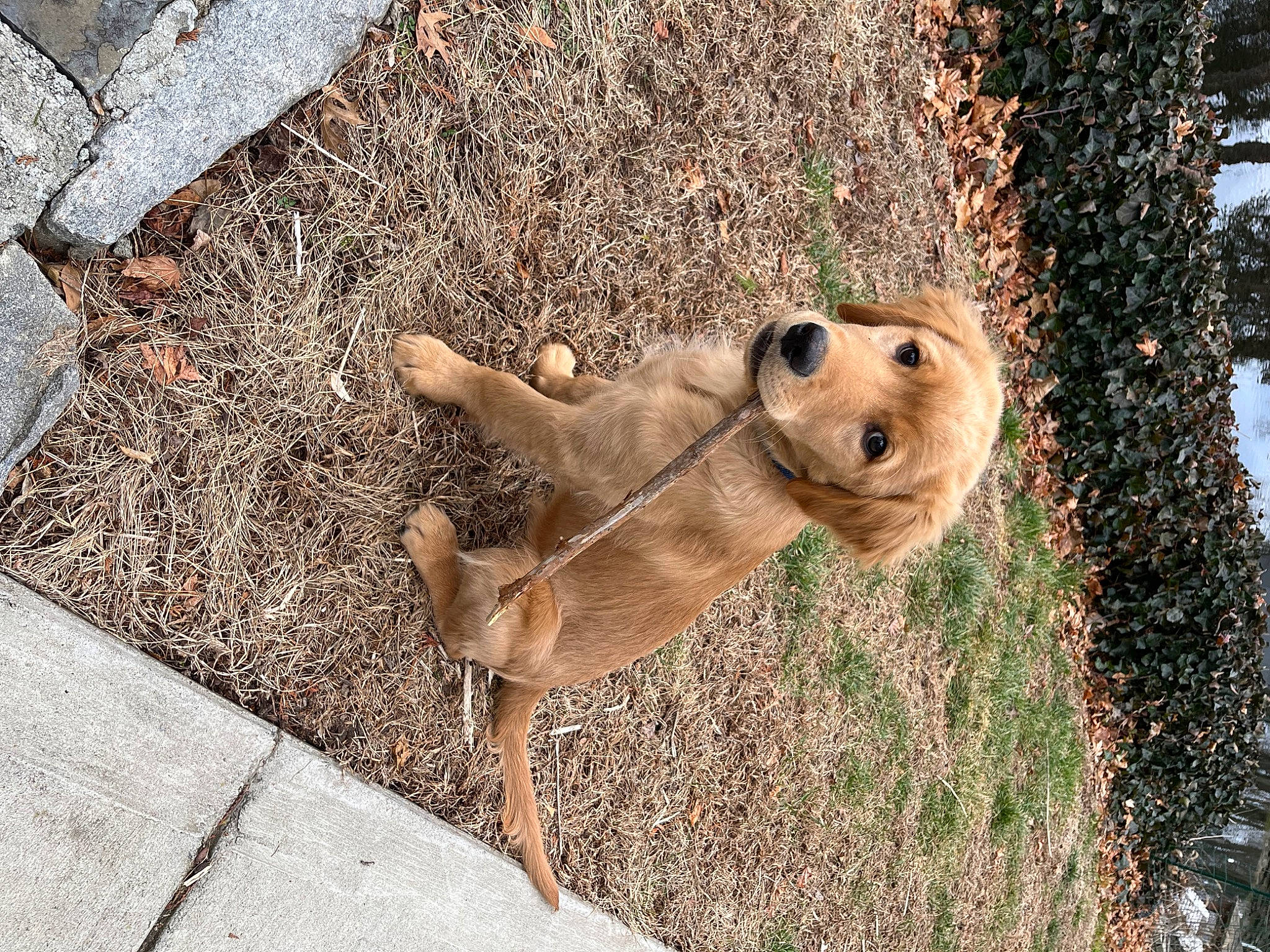 Cooper joined the competition — help win amazing prizes! canidae, carnivore, companion_dog, dog, dog_breed, eye, fawn, felidae, fur, grass, plant, road_surface, snout, soil, sporting_group, street_dog, tail, terrestrial_animal, whiskers, wood