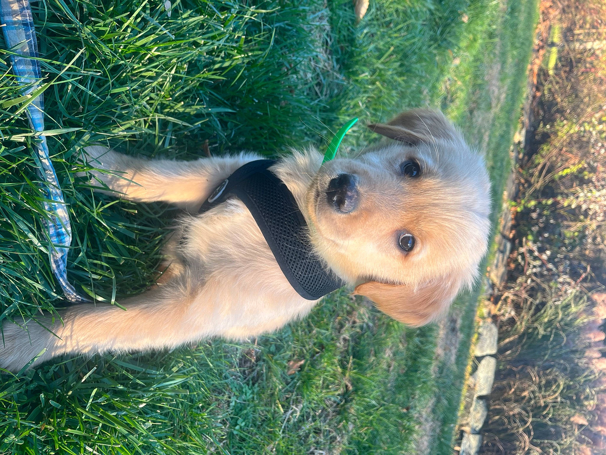 Cooper is registered to the contest to win money with this photo: canidae, carnivore, companion_dog, dog, dog_breed, fawn, fun, grass, guard_dog, happy, leisure, organism, people_in_nature, plant, selfie, snout, sporting_group, terrestrial_animal, trunk, working_animal