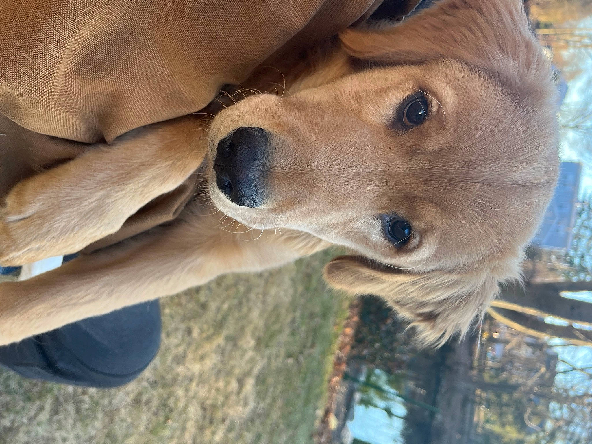 Cooper joined the competition — help win amazing prizes! canidae, carnivore, collar, companion_dog, dog, dog_breed, fawn, fur, hat, landscape, liver, plant, snout, sporting_group, terrestrial_animal, tree, whiskers, wildlife, wood, working_animal