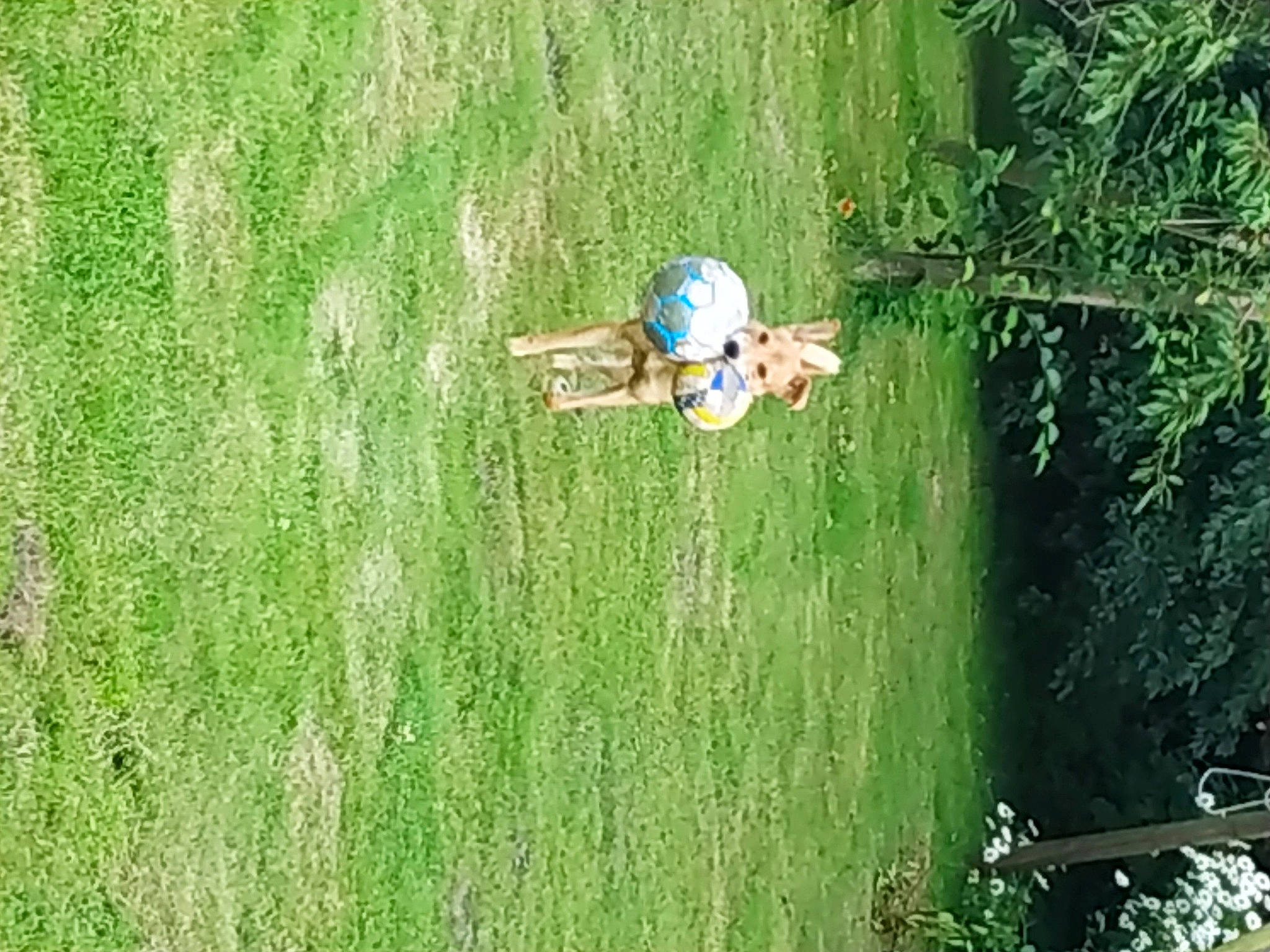 Freya participe au concours pour gagner de l'argent avec cette photo : field, fun, garden, grass, grass_family, grassland, green, happy, landscape, lawn, leisure, meadow, pasture, people_in_nature, plant, recreation, shrub, toddler, tree, wood