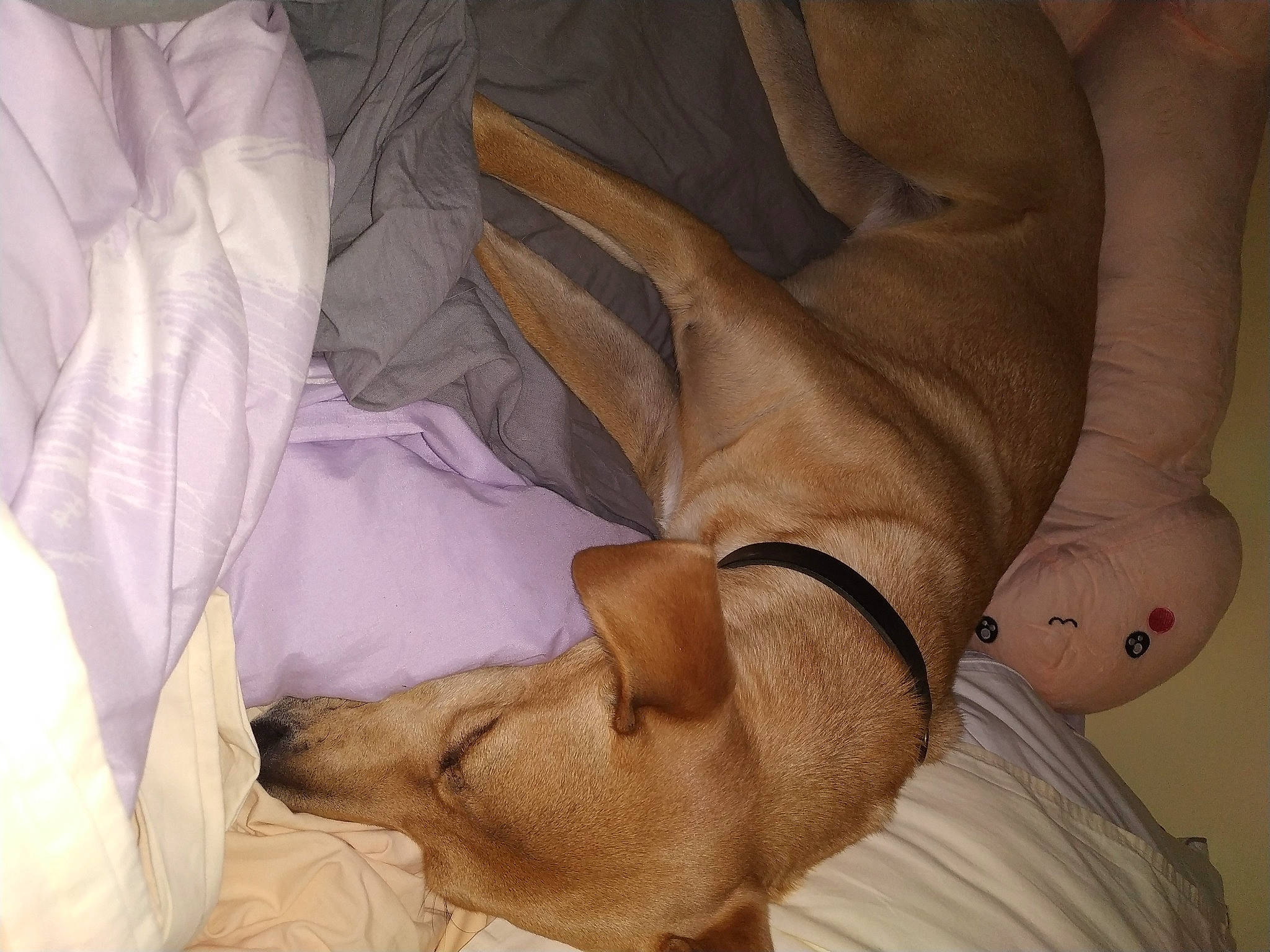 Freya a rejoint le concours — aidez-le/la à gagner de superbes lots ! abdomen, bed, bed_sheet, comfort, companion_dog, dog, elbow, fawn, foot, fur, gesture, human_body, human_leg, knee, leg, linens, thigh, trunk, wrinkle, wrist