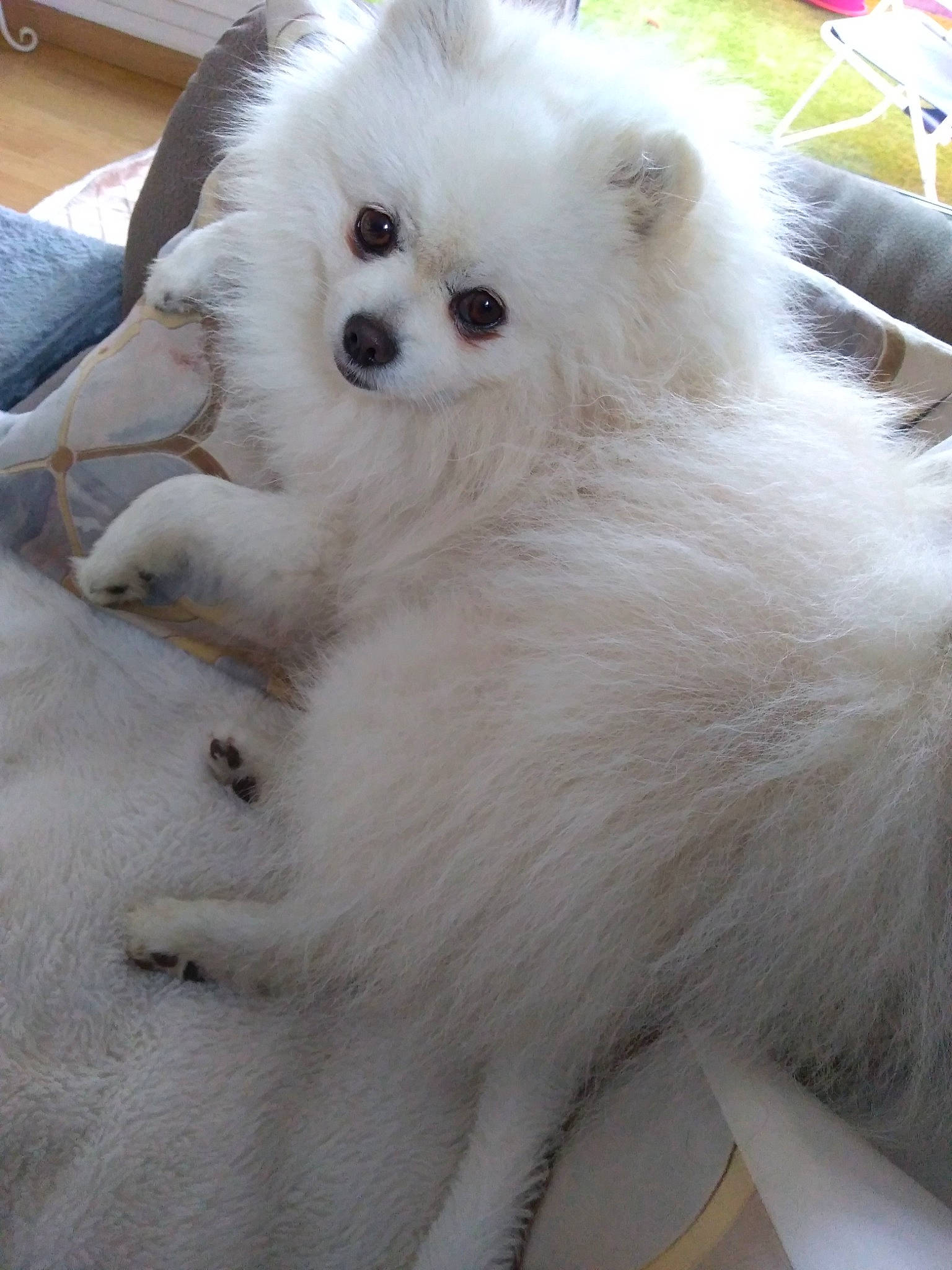 Prince participe au concours pour gagner de l'argent avec cette photo : carnivore, companion_dog, dog, dog_breed, fawn, fur, japanese_spitz, samoyed, snout, spitz, terrestrial_animal, toy_dog, volpino_italiano, whiskers, working_animal