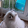 dog, white, fluffy, indoor, blanket, floor, glass_door, patio, table, chair, container, curious, pet, home, wooden_floor, furniture, window, sunlight, cute, animal