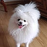 Delphine Mignard participe au concours pour gagner de l'argent avec cette photo : dog, pomeranian, white, fluffy, tongue_out, indoor, wooden_floor, cabinet, table_leg, pet, small_dog, happy, smiling, fur, animal, domestic, floor, carpet, cute, companion
