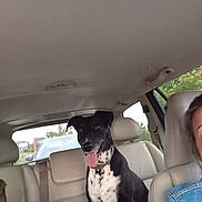 Mimie a rejoint le concours — aidez-le/la à gagner de superbes lots ! animal, backseat, black_and_white, car_interior, casual_clothing, daytime, denim_jacket, dog, greenery, happy, human, person_partial, pet, seat, seatbelt, smiling, tongue_out, transportation, vehicle, window