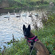 Athena participe au concours pour gagner de l'argent avec cette photo : animal, bird, dog, grass, harness, leash, nature, outdoors, peaceful, pond, portrait, reflection, river, shoreline, sitting, swans, trees, vegetation, water, wildlife