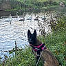 animal, bird, dog, grass, harness, leash, nature, outdoors, peaceful, pond, portrait, reflection, river, shoreline, sitting, swans, trees, vegetation, water, wildlife