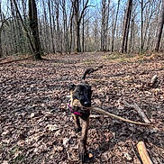 Athena a rejoint le concours — aidez-le/la à gagner de superbes lots ! dog, canine, forest, trees, leaf_litter, stick, harness, playful, walking, outdoors, trail, nature, portrait, animal, small_dog, brown_fur, twig, paws, woods, blue_sky