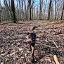 dog, canine, forest, trees, leaf_litter, stick, harness, playful, walking, outdoors, trail, nature, portrait, animal, small_dog, brown_fur, twig, paws, woods, blue_sky