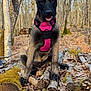Athena a rejoint le concours — aidez-le/la à gagner de superbes lots ! dog, puppy, harness, pink_harness, forest, trees, logs, log_pile, bark, moss, leaves, outdoors, nature, portrait, sitting, paws, ears, tongue, attentive, woodpile